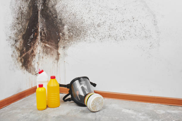 Best Residential Mold Removal  in Glenside, PA