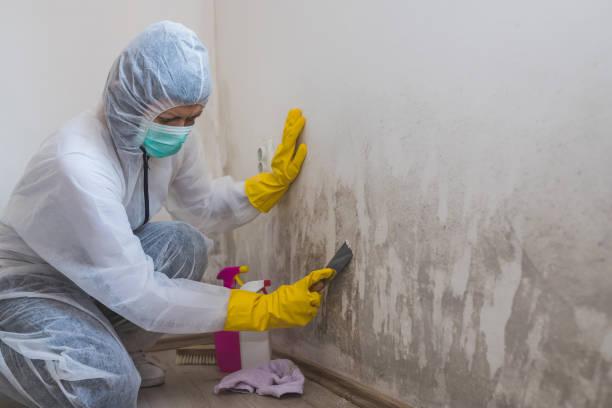 Best Attic Mold Removal  in Glenside, PA