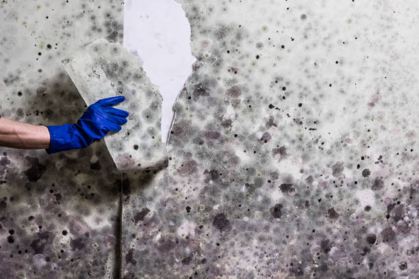 Best Professional Mold Removal  in Glenside, PA
